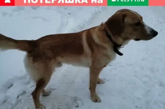 Собака на ул. Гагарина в Коломне с поврежденной лапкой
