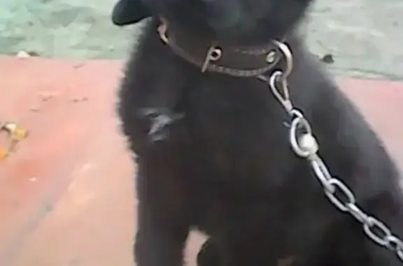 Пропал щенок в Мамоново, Калининградская область.