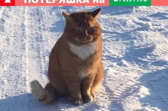 Пропала кошка в Пушкине на ул. Новая, п. Кондакопшино