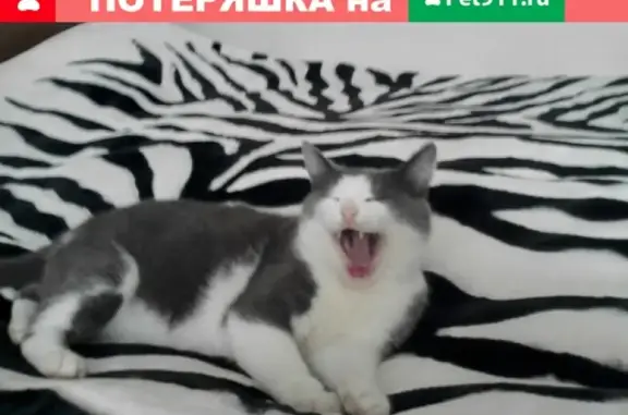 Кошки потеряшки, Набережные Челны, фото: Потеряшка кот в Набережных Челнах, нужна помощь