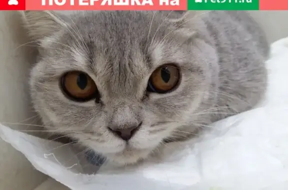 Найдена кошка на территории ветклиники в Курске