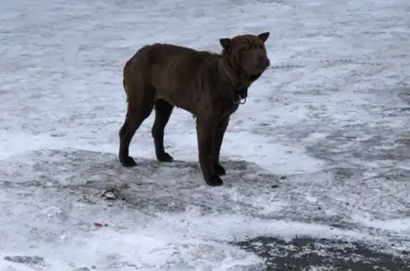 Найдена собака в Новокузнецке, нужна помощь