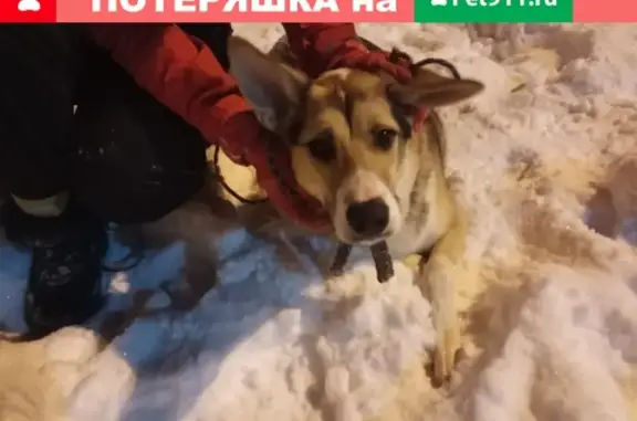 Найдена собака в районе Октябрьского рынка, Уфа