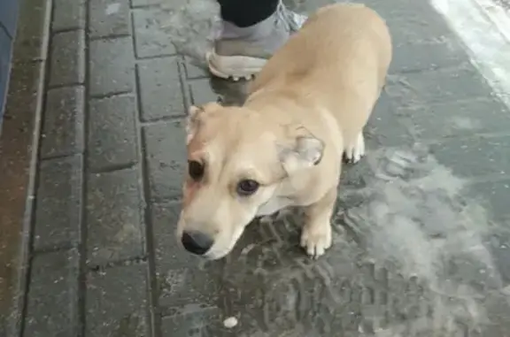 Найдена домашняя собака на Толстикова 3, Калининград