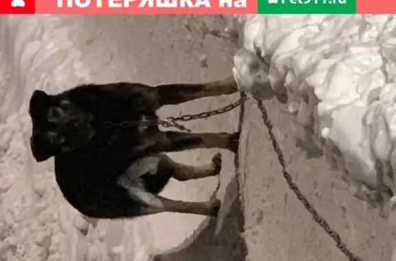 Собака бегает с оторванной цепью в Манушкино