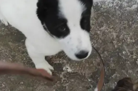 Найден щенок Алабая в Калининграде