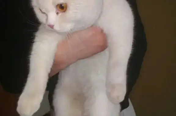 Найдена домашняя кошка Британской породы на ул. Антонова, 29
