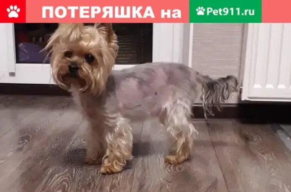 Найденные животные Калининград, фото: Найден йоркширский терьер на ул. Куйбышева, Калининград