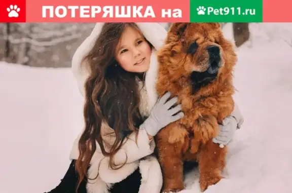 Пропала собака с ошейником в Ново-Савиновском районе, Казань