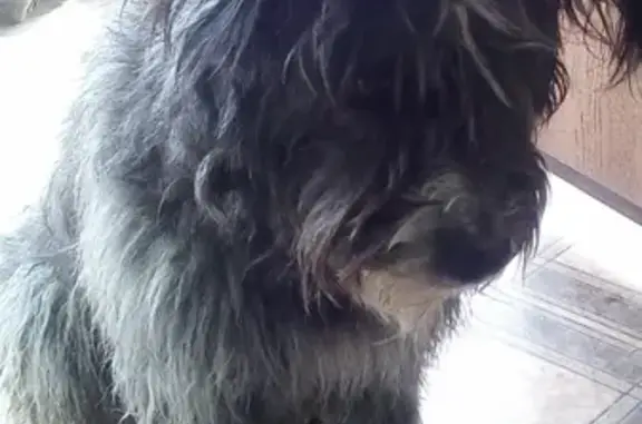 Пропала собака Рекс в Турынино, Калуга