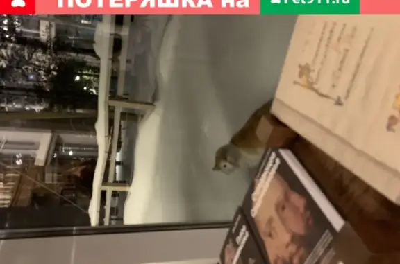 Пропала кошка в Останкинском районе Москвы