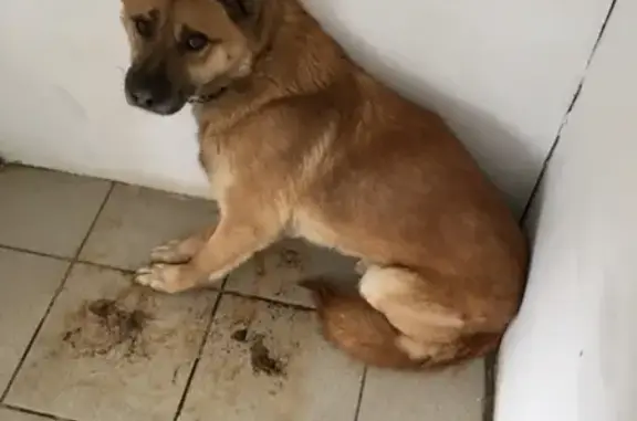 Собака найдена у магазина Дикси в Орехово-Зуево