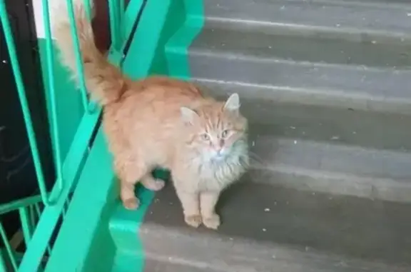 Найден кот в Дмитрове, Московская область