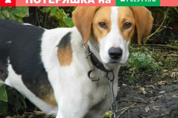 Пропала собака в районе Рогозецкого Луга