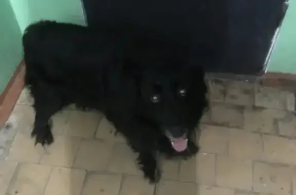 Пропала собака Рой в Белорецке, Башкортостан.
