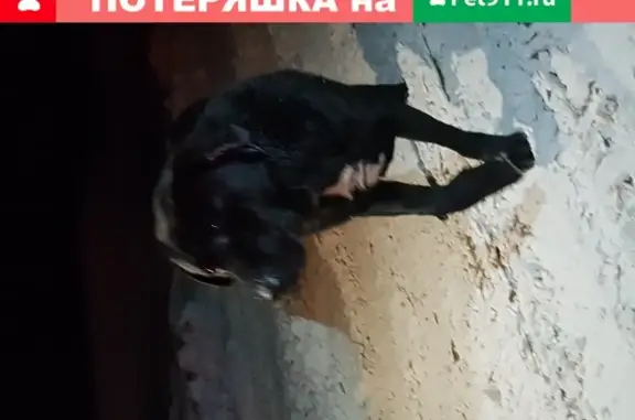 Найден черный кобель с повреждениями в Павловском Посаде