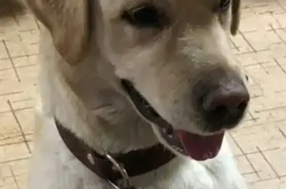 Найдена собака в Улан-Удэ, район Выстрел, 18 квартал