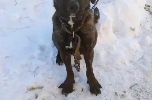 Найдена собака в п. Мурмино, Рязань