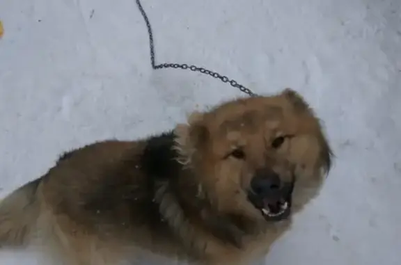 Пропала собака Метис в Кировских дачах Гатчина