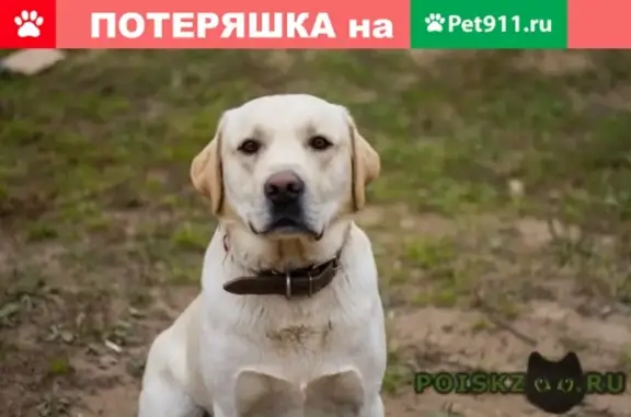 Пропала собака Рич в Домодедово, Заборье