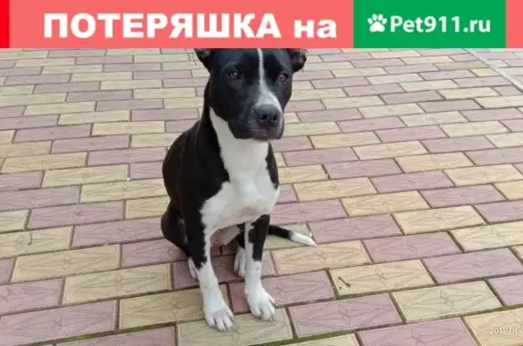Собака Стафф, найдена в Детляжке, Сочи