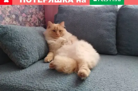 Пропала кошка в Доронино, Вологодская обл.