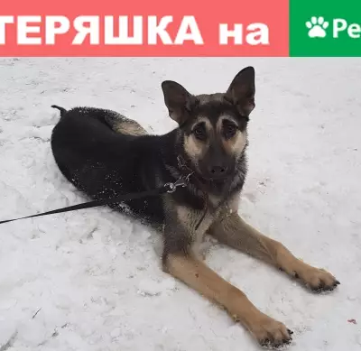 Собака-овчарка или метис, щенок мальчик, Москва.