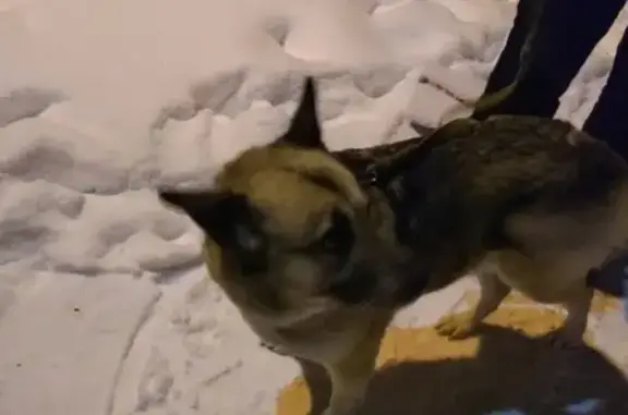 Найдена собака в Колпино на улице Пролетарская