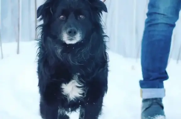 Найдена домашняя собака Кобель в Воронеже