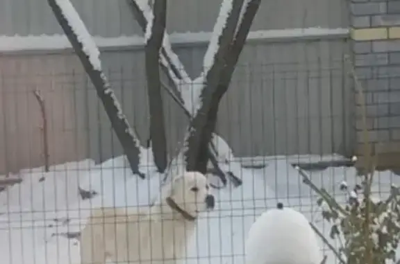 Пропала собака в Нижнем Новгороде