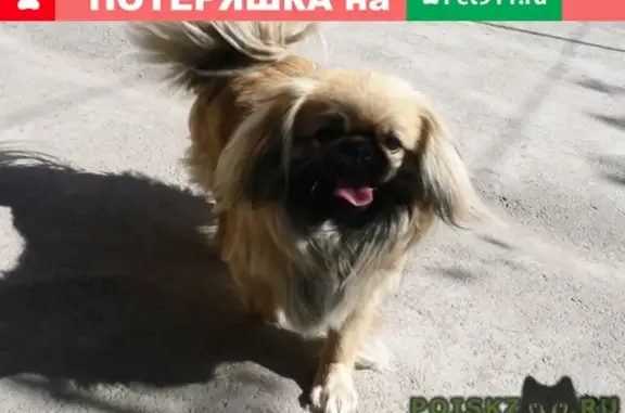 Пропала собака на Ждановской улице