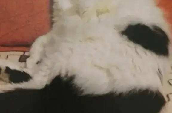 Пропала белая кошка с красной 52, 9 лет
