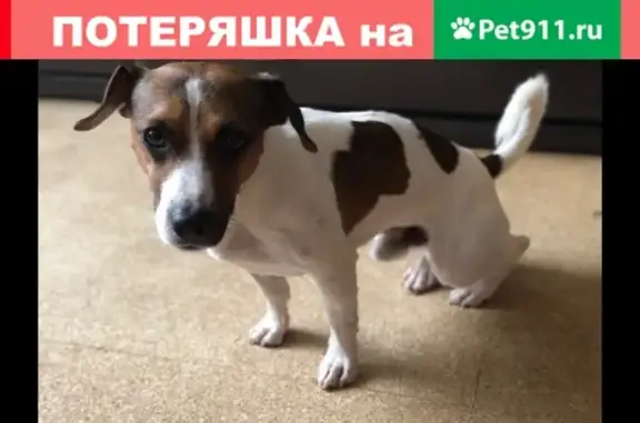 Пропала собака Кокос на ул. Чайковского