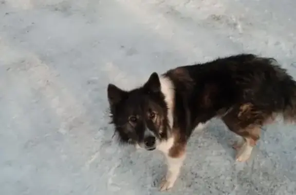 Найдена собака в районе Ладушки, Братск