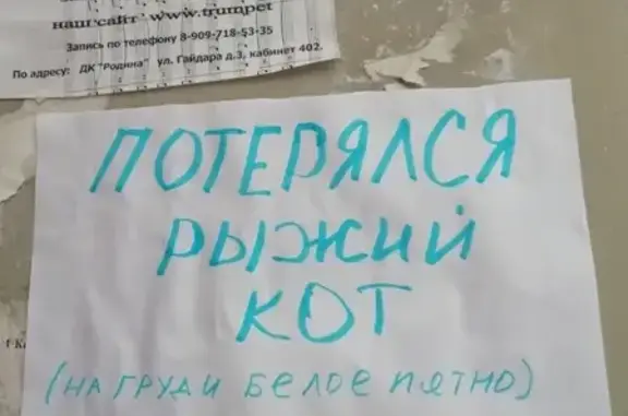 Кошки потеряшки, Киров, фото: Потеряшка кот на ул. Металлургов, Киров, Россия