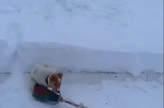 Пропал щенок в Буинске, бело-рыжий с ошейником