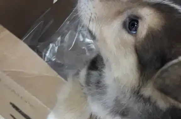 Найден замёрший щенок на поповке в Кимрах