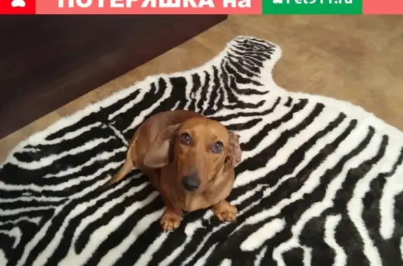 Найдена собака на углу Фрунзе и Гоголя, Краснодар