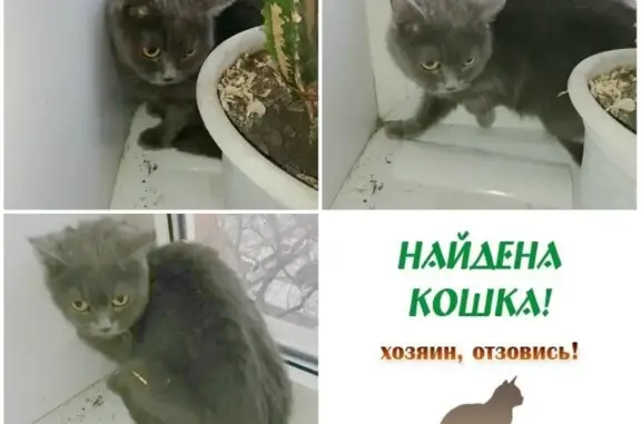 Найдена кошка в Красноярске, ищем хозяев!