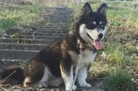 Пропала собака в Орле: хаски-подобный пёс, добродушный, голубой и карий глаза.