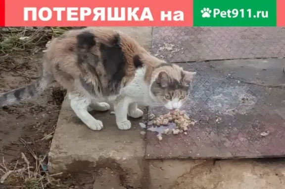Потерянная кошка на ул. Красных Зорь, 41