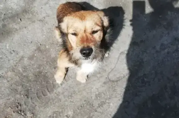 Пропала собака Гыра в Черемхово