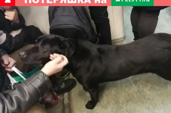 Собака найдена на станции Кутузово!