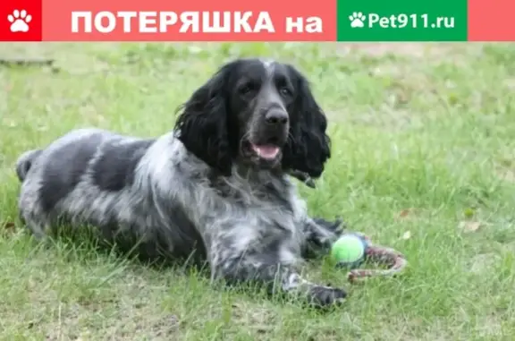 Пропала собака в Барнауле, помогите найти!