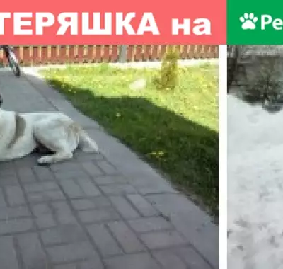Пропала собака в деревне Ваулино, Псковская область