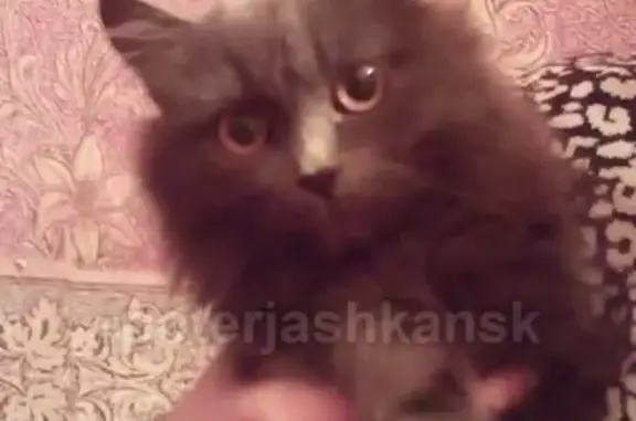 Пропала кошка в районе Ползунова, помогите найти! #poterjashkansk