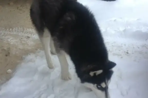 Найдена собака Хаска в Спасске