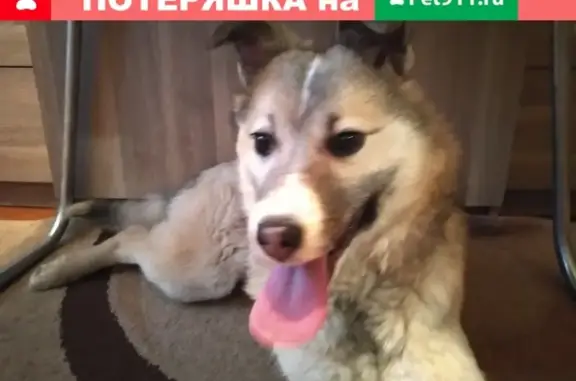 Найдена щенка на ул. Рогачева 5