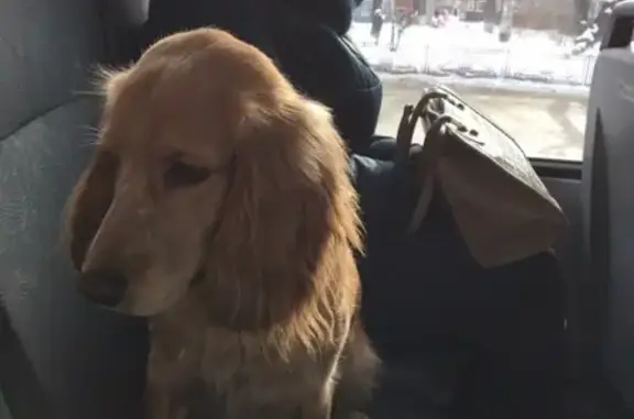 Собака найдена в районе парка строителе, Иркутская область.