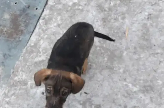 Найден потерянный щенок в Чите